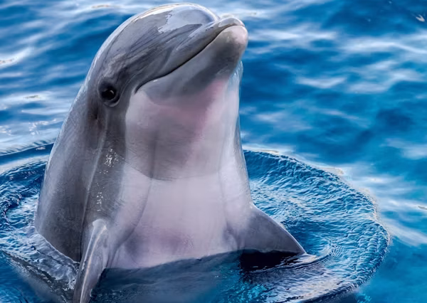 Private Delfin-Tour zum Dolphin-House
